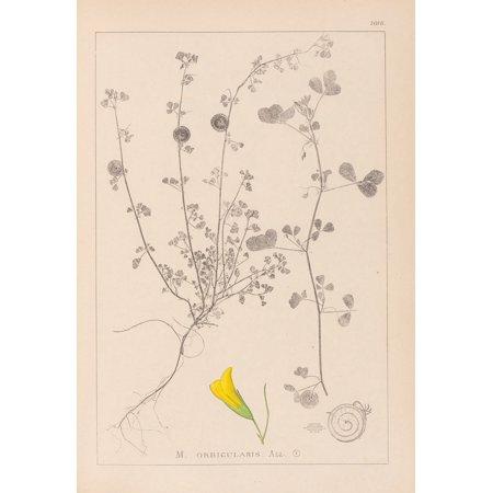 Herbier De La Flore Française Pl.0255 (1867-1876) Poster Print by Louis Antoine Cusin (18 X 24)