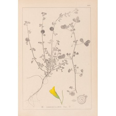 Herbier De La Flore Française Pl.0255 (1867-1876) Poster Print by Louis Antoine Cusin (24 X 36)