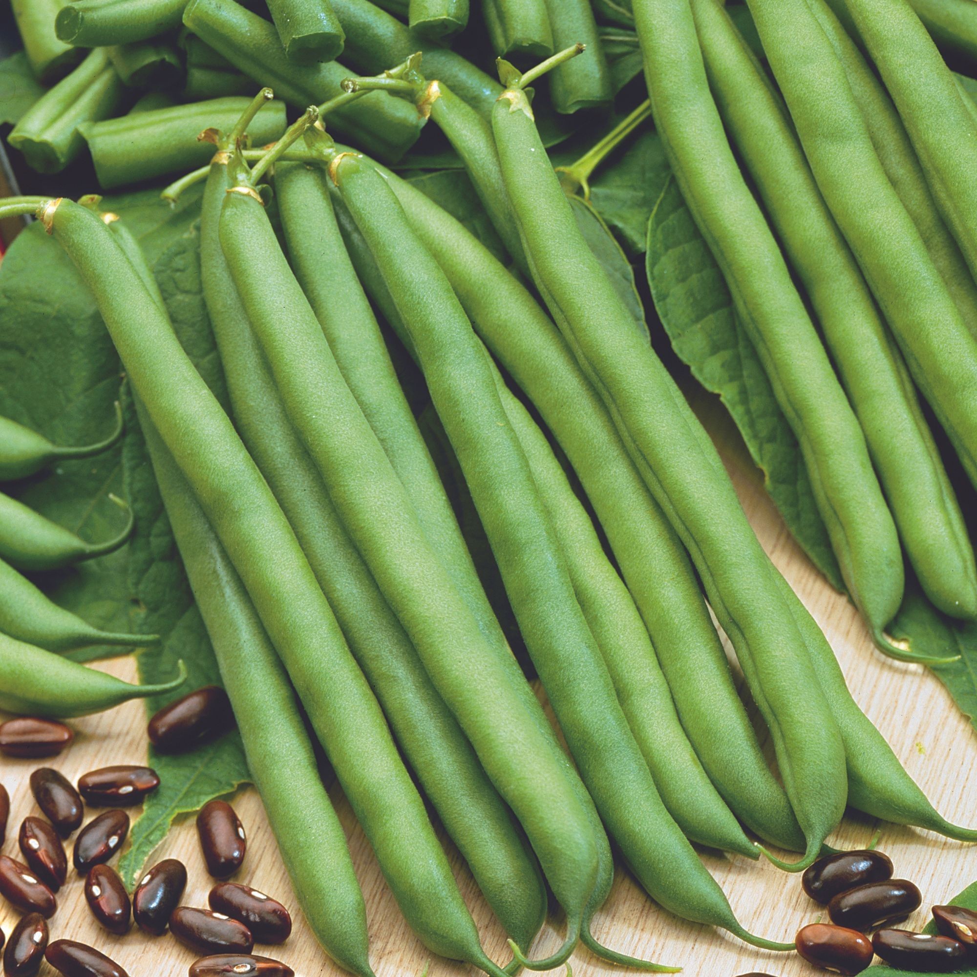Sunray Bush Bean 5 Lb ~10 240 Seeds – Landreth Stringless Heirloom | Non-GMO Snap Green Beans | 50–60 Days | Container & Garden Friendly | Drought
