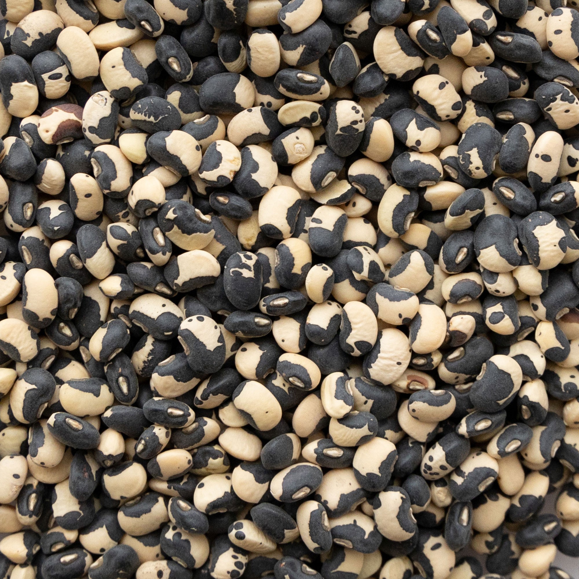 Phenomenal Cowpea Bush Bean 4 Oz ~720 Seeds – Non-GMO  Open-Pollinated – High Yield – Protein-Rich  Nutritious Legume – Drought-Resistant – 