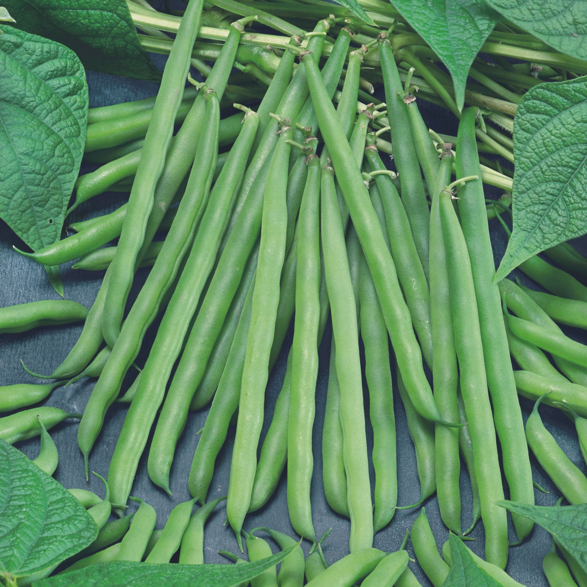 Bush Bean Seeds - French Garden - 18 Gram Packet ~133 Seeds - Buy Non-GMO, Heirloom, Open Pollinated Phaseolus Vulgaris Farm & G