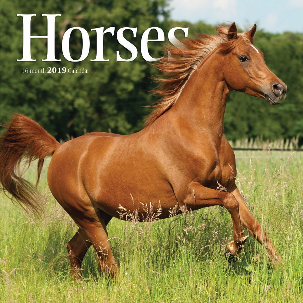 Horses 2019 Wall Calendar