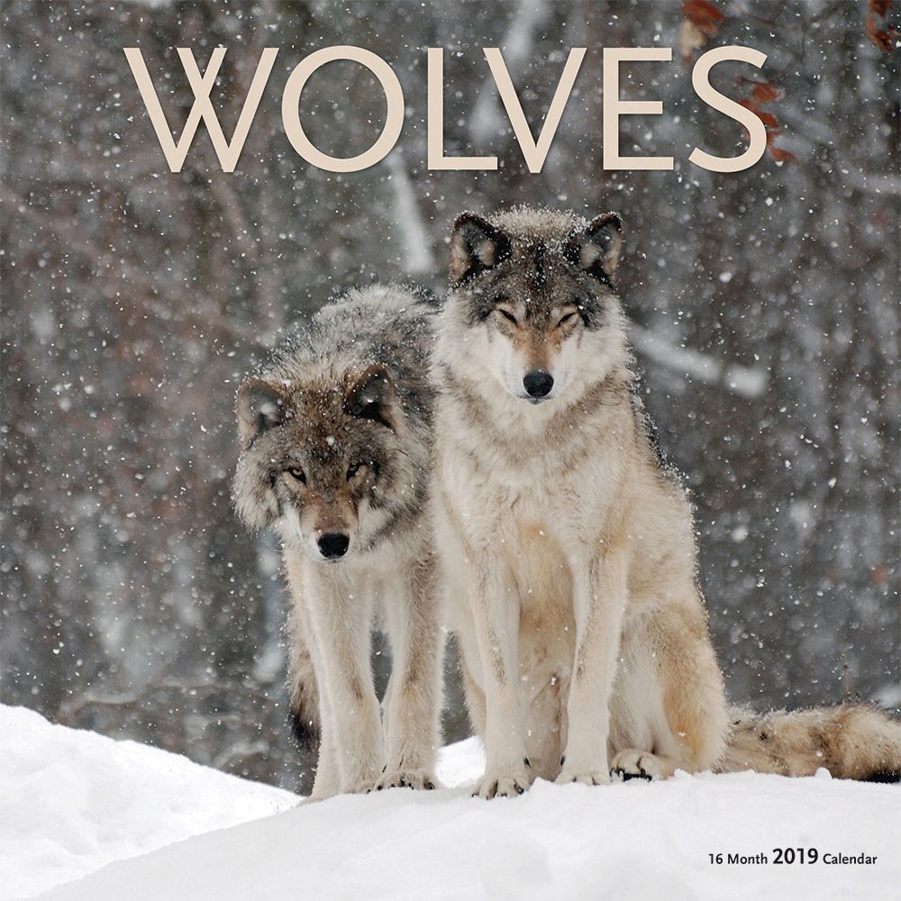 Wolves 2019 Wall Calendar
