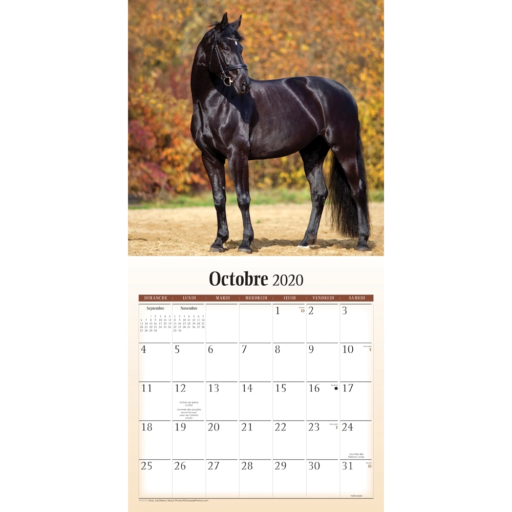 Chevaux Horses 2020 Mini Wall Calendar (French) thumbnail