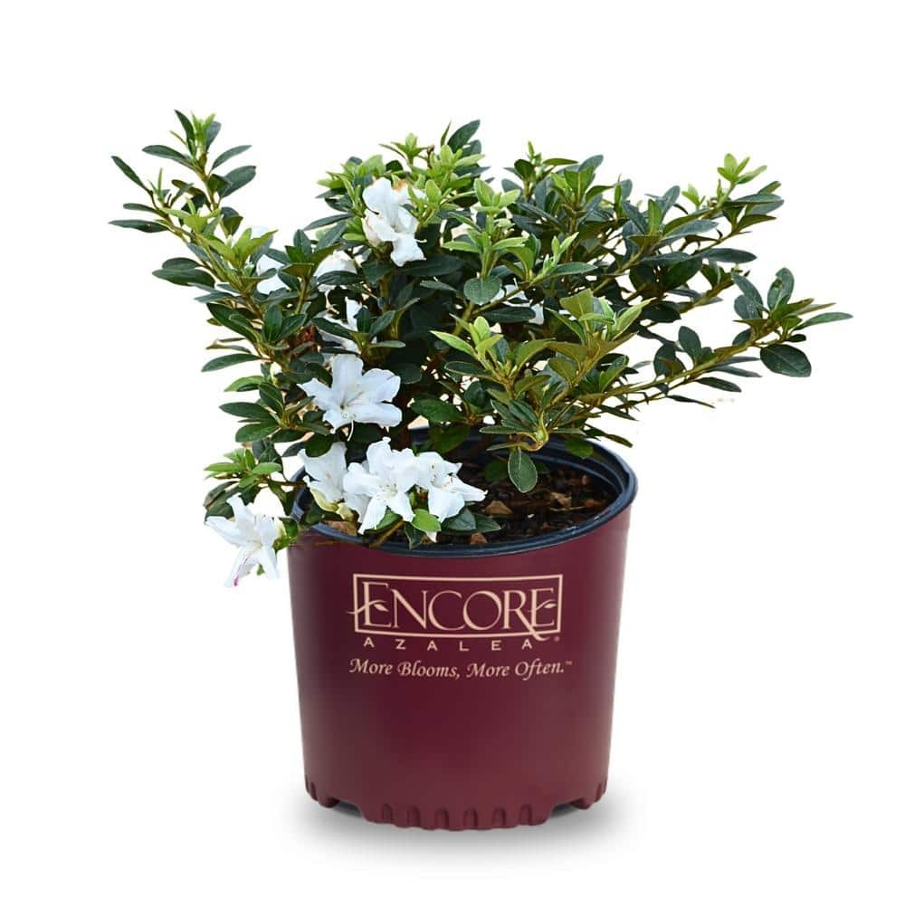 1 Gal. Encore Autum Lily Azalea Shrub with White, Occassional Purple Stripes Reblooming Flowers