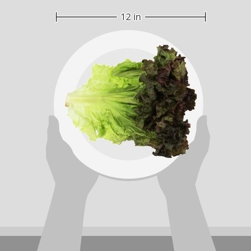 Organic Red Leaf Lettuce, One Head thumbnail