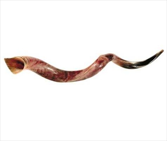 4890 Shofar Yemenite Xl Jumbo