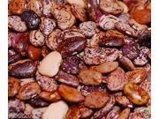 The Dirty Gardener Heirloom Jackson Wonder Lima Bush Beans, 275 Seeds/.25 Pounds