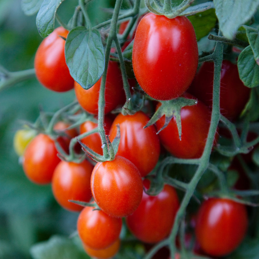 Organic Grape Tomato Montesino - Naturally Grown - No GMO's - 4.5