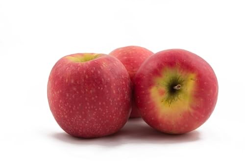 Wild Twist Apple