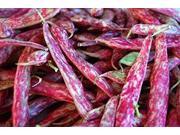 The Dirty Gardener Heirloom Organic Dwarf Taylor Bush Beans, 20+ Seeds