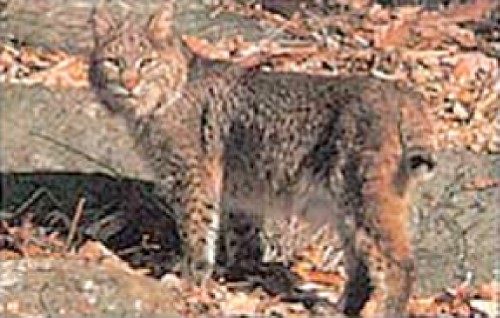 9545 No. 116 Bobcat Target
