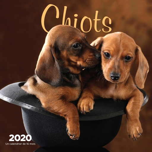 Calendars Puppies Chiots Mini Wall Calendar Full Color Pages - French - Full Color Pages