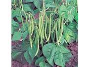 The Dirty Gardener Heirloom Organic Tendergreen Bush Beans, 20+ Seeds