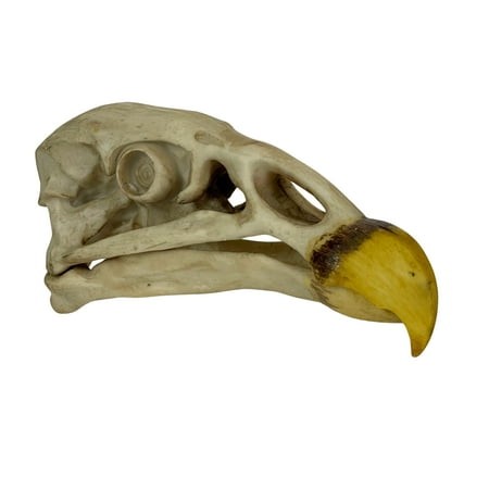 Contrast Replica California Condor Skull – Resin Bird of Prey Model – 8 Inches Long – Realistic Wildlife Decor – Endangered Species Collectibl