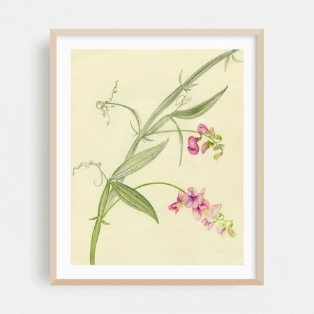 Sweet Pea Flowers - Drawing Botanical Floral Nature Flowers Pastel Minimalist Line Art Oak Framed Wall Art Print 16 X 20 Inches
