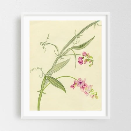 Sweet Pea Flowers - Drawing Botanical Floral Nature Flowers Pastel Minimalist Line Art White Framed Wall Art Print 16 X 20 Inches