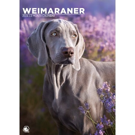 Weimaraner Calendar 2026 – Celebrate the Elegance of the Silver Ghost (SIZE A3)