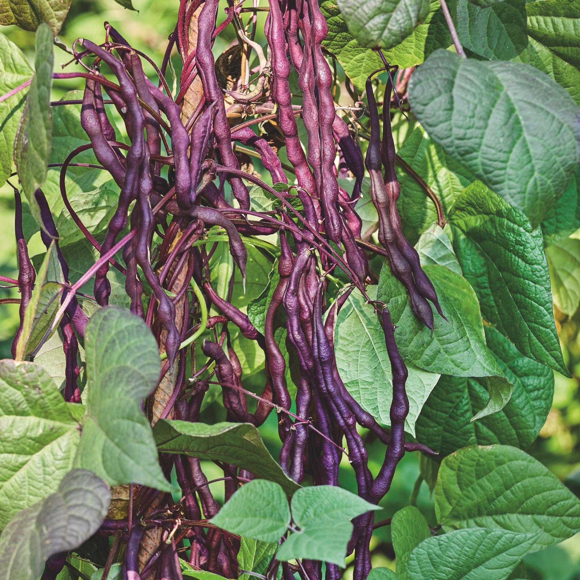 Yard Long Bean Seeds - Black (Organic) 4 Oz ~ Seeds - NON-GMO - Annual - Heirloom Vigna Unguiculata Subsp. Sesquipedalis Best Se