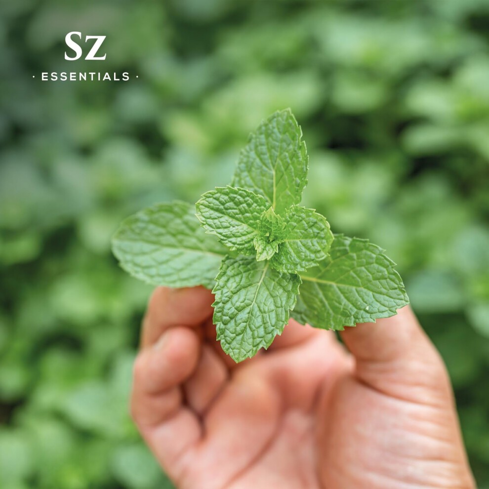 Peppermint Essential Oil - Sweet Candy Cane Scent! the Real Deal - 100% Pure and Natural - Undiluted - 5ml thumbnail