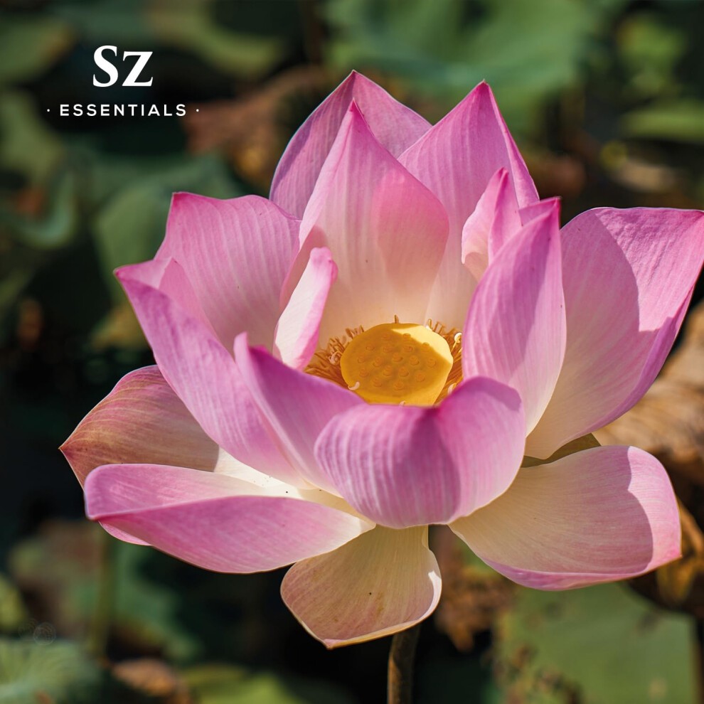 Sz Essentials - Pink Lotus 100% Pure  Essential Natural Oil - Extracted from Nymphaea Nucifera - Divine & Sweet Scent  with Exotic Floral Overtones - thumbnail