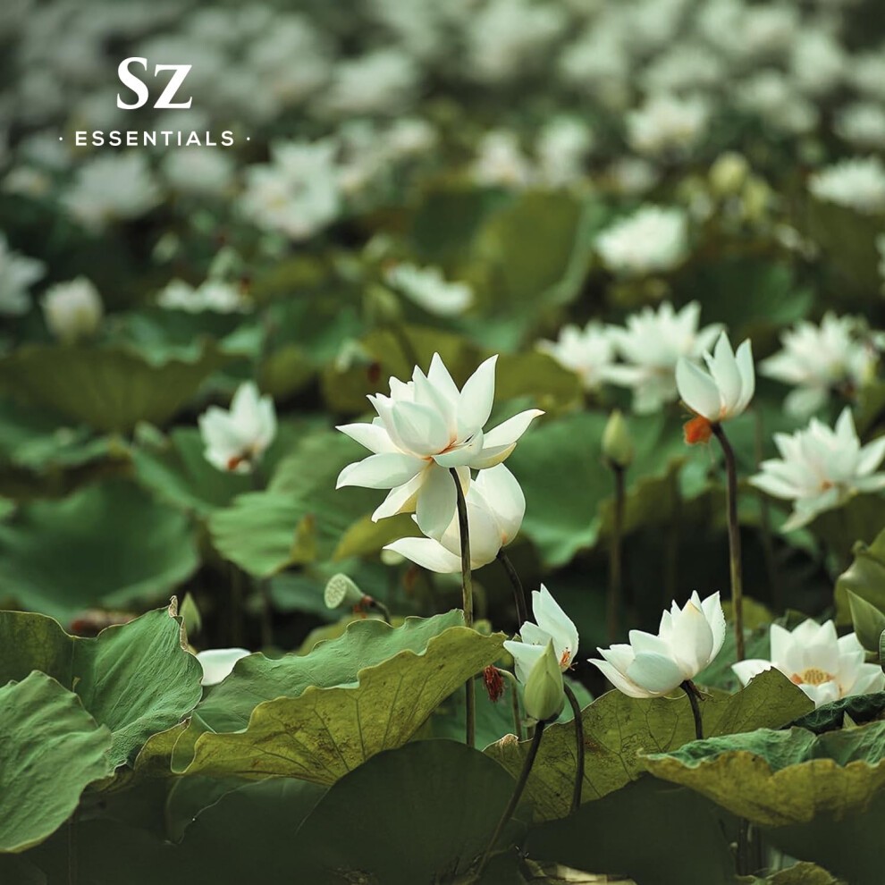 Sz Essentials - White Lotus 100% Pure  Essential Natural Oil - Extracted from Nymphaea Lotus - Rich & Sweet Scent  with Exotic Floral Overtones - Ther thumbnail