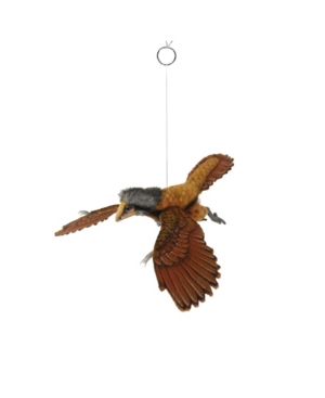 Archaeopteryx  14