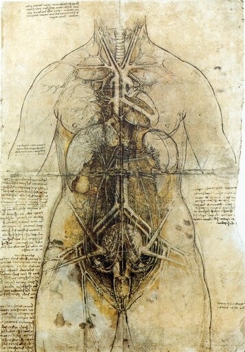 Da Vinci Female Anatomical Study 1507 Stretched Canvas - Science Source (24 X 36)