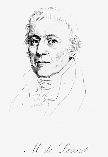 Chevalier De Lamarck N(1744-1829) Jean Baptiste Lamarck French Naturalist Etching French Early 19Th Century Stretched Canvas - (24 X 36)