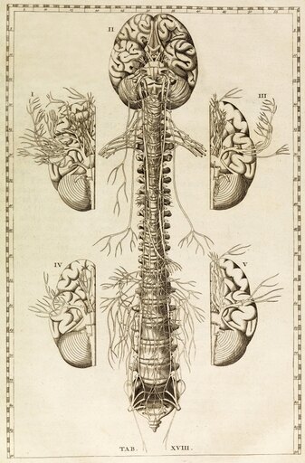 Brain Nervous System Illustration 1744 Poster Print by Science Source (18 X 24)