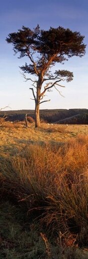 Tree on a Landscape Golden Hour Helwath Plantation Scarborough North Yorkshire England United Kingdom Stretched Canvas - Panoramic Images (36 X 13)