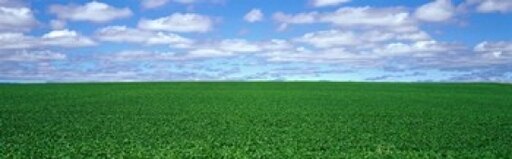 Bush Bean Field Mcminnville Oregon USA Stretched Canvas - Panoramic Images (36 X 12)