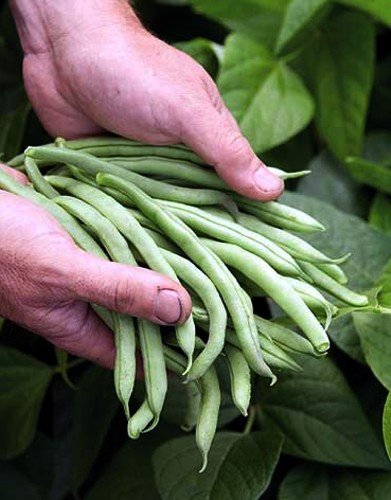 The Dirty Gardener Heirloom Topcrop Bush Beans - 1,500+ Seeds/1 Pound