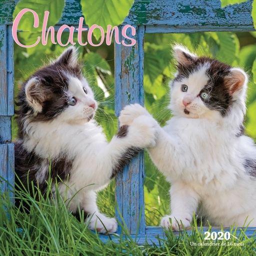 Calendars Kittens Chatons Wall Calendar Full Color Pages - French - Full Color Pages