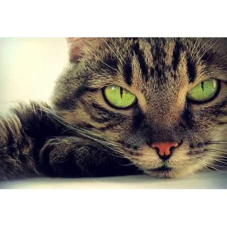 Kna Prints - 1 Pc Poster Green Eyed Cat Poster Kitten Cats Mum Gift #8306  UNFRAMED-24x36
