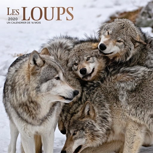 Wyman Publishing, 2020 Wolves Wall Calendar (French)