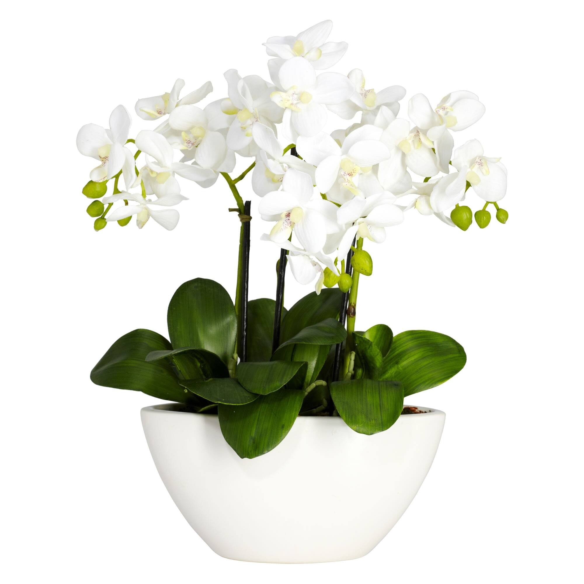 BreeBe - 15 Phalaenopsis W/ Vase - White