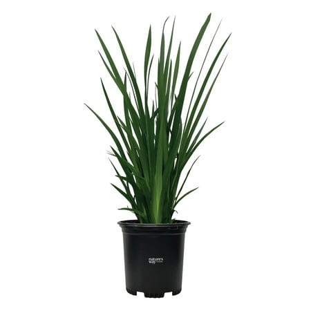 African Iris White Outdoor Live Plant (8-16 in. Tall) in Grower Pot