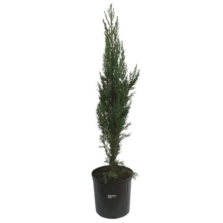 Nature S Way Farms Italian Cypress Outdoor Accent Live Plant (25-30 in. Tall) in Grower Pot