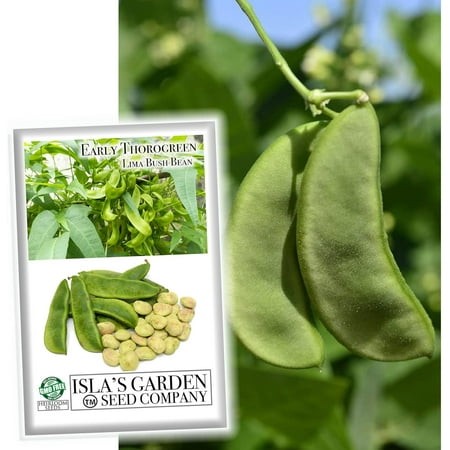 Early Thorogreen Bush Lima Bean Seeds  50 Heirloom Seeds per Packet Non GMO Seeds  Botanical Name Phaseolus Lunatus  Great Home Garden Gift