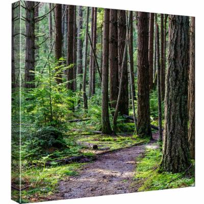 PTM Images 15 in. X 15 in. ''Woodland Path'' Printed Canvas Wall Art, Multicolored