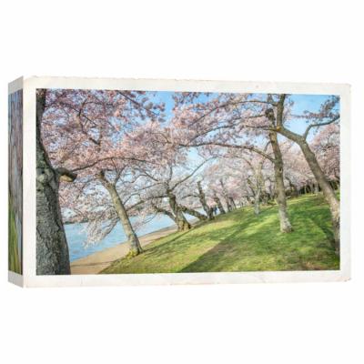 PTM Images 10 in. X 12 in. ''Cherry Blossoms 3'' Printed Canvas Wall Art, Multicolored