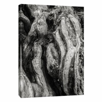 PTM Images 12 in. X 10 in. ''Kalaloch Big Cedar 2, Olympic National Park'' Printed Canvas Wall Art, Multicolored