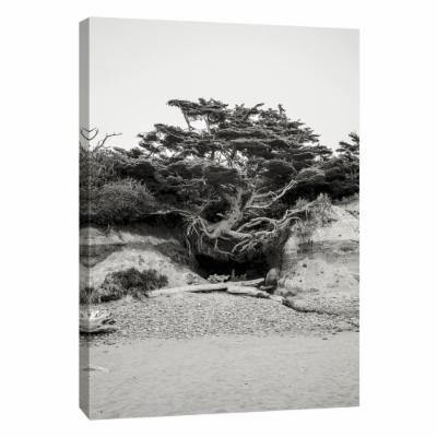 PTM Images 12 in. X 10 in. ''Beach Tree, Kalaloch'' Printed Canvas Wall Art, Multicolored
