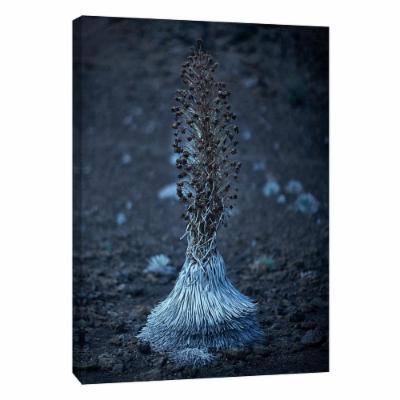 PTM Images 12 in. X 10 in. ''Hawaii Silver Sword B'' Printed Canvas Wall Art, Multicolored