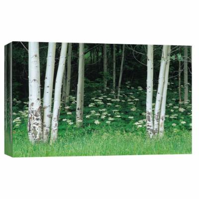 PTM Images 10 in. X 12 in. ''White Cow Parsnip Flowers Under Aspen Trees'' Printed Canvas Wall Art, Multicolored