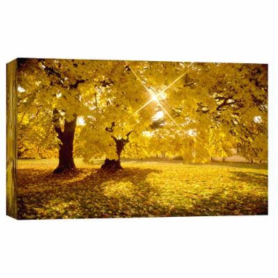 PTM Images 10 in. X 12 in. ''Big Leaf Maple Trees in Fall Color with Sunburst'' Printed Canvas Wall Art, Multicolored