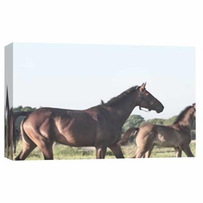 PTM Images 10 in. X 12 in. ''Schagen Trotting'' Printed Canvas Wall Art, Multicolored