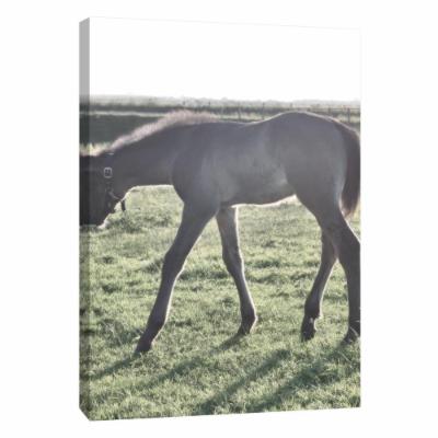 PTM Images 12 in. X 10 in. ''Schagen Horse'' Printed Canvas Wall Art, Multicolored