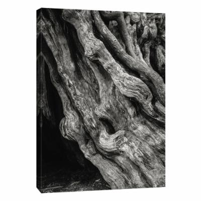 PTM Images 12 in. X 10 in. ''Kalaloch Big Cedar 4, Olympic National Park'' Printed Canvas Wall Art, Multicolored